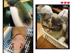 -藦茜花园宠物主题亲子互动体验馆(国顺东路店)