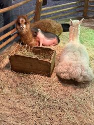 -Zoolung Zoolung动物主题公园(海信广场店)