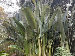 -中国科学院西双版纳热带植物园