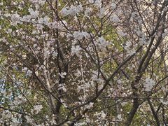 -高东镇樱花园
