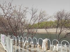 -桃花堤公园