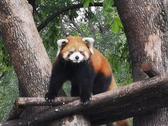 -石家庄市动物园