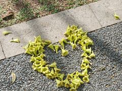 -东莞植物园