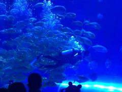 -华夏文旅海洋公园