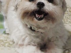 -彩虹桥宠物火化殡葬善终服务(金乐大厦店)