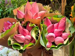 -溪岸路花鸟市场