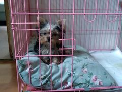 -宠爱多约克夏马尔济斯泰迪小型犬专卖