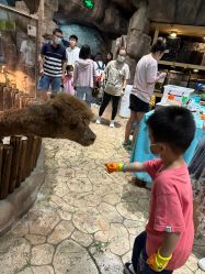 点击看大图 -宝燕乐园(闵行旗舰店)