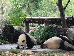 -都江堰中华大熊猫苑