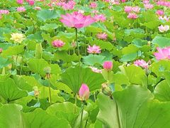 -莲花池公园