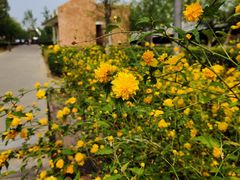 -大兴滨河森林公园