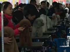 -家有小宠宠物美容(双楠街店)