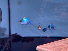 -中环花鸟鱼虫市场