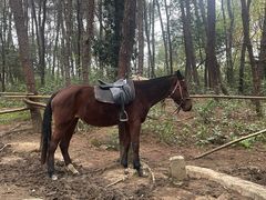 -铁山坪森林公园