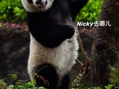 -都江堰中华大熊猫苑