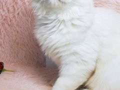 -十年猫舍·猫咪专门店(普陀店)
