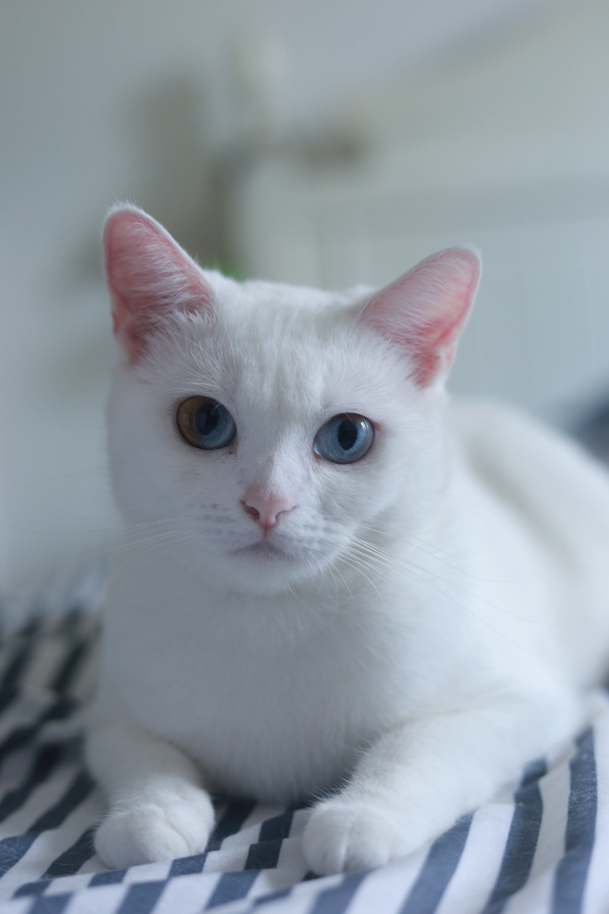 白色小猫的悠闲时光