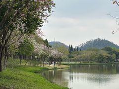 -顺峰山公园