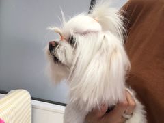 -翊宠yipet猫狗购宠庄园犬舍•猫舍