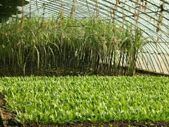 -万源龙顺度假庄园生态观光园