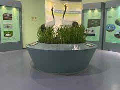 -盐城丹顶鹤湿地生态旅游区