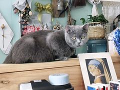 -平行世界·猫咖(首经贸店)