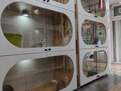 -青奢宠物·青奢猫舍