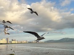 -深圳湾公园(南山区)