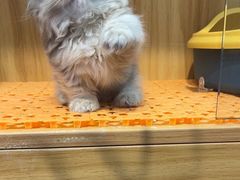 -欣宠猫屋·矮脚拿破仑·蓝金金渐层