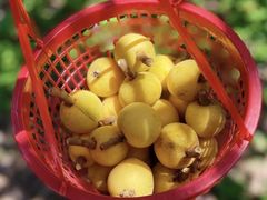 -塘栖枇杷特色园区