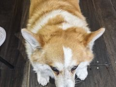 -肥朵食堂(带梦胡同店)