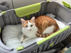 -宠福鑫动物医院(望京分院)