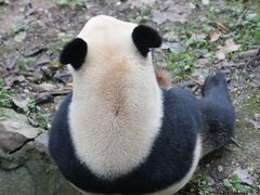 -都江堰中华大熊猫苑