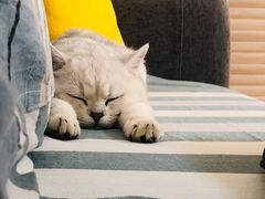 -东方名猫馆·英短金渐层布偶猫舍(环线广场1号楼店)