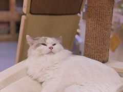 -滚猫咖啡·猫咖·猫友好撸猫(未来城店)