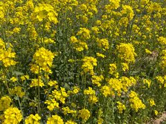 -古柏渡飞黄旅游区