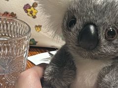 -澳骄 Aussie Kitchen·手工披萨·西餐(国大店)