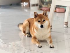 -艾贝尔宠物医院·狂犬免疫点(江山金象城店)