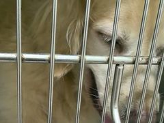 -佳雯宠物医院·皮肤科·内外科(春晓路分院)