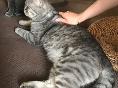 -猫猫幼稚园·撸猫·桌游·电玩
