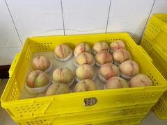 -老袁家蜜桃农场·阳山水蜜桃