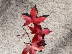 -白水寺森林公园