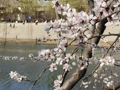 -桃花堤公园