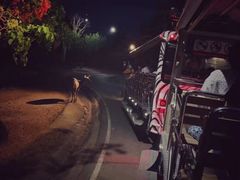 -清迈夜间动物园