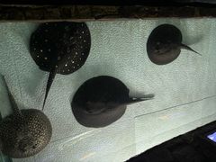 -上海海洋水族馆