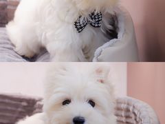 -翊宠yipet猫狗购宠庄园犬舍•猫舍