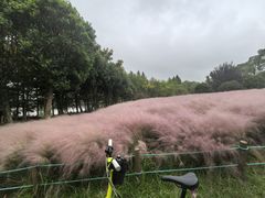 -南湖湿地公园