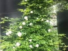 -九鼎轩脆毛肚火锅(商业街店)