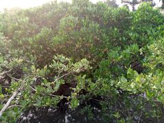 android_upload_pic-北海金海湾红树林生态旅游区
