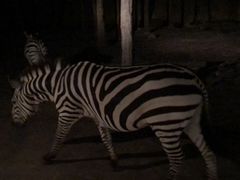 -清迈夜间动物园